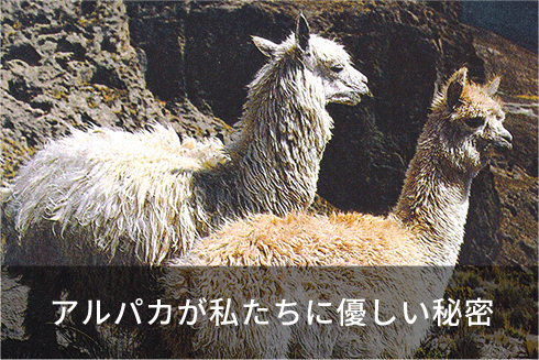 「なぜ、アルパカがいいのか？」その理由をこっそりご紹介：アルパカが私たちに優しい秘密